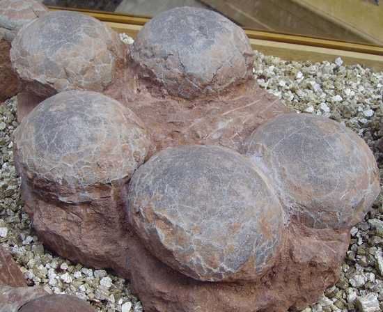 Dinosaur Eggs From China