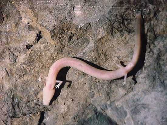 Olm-Photos