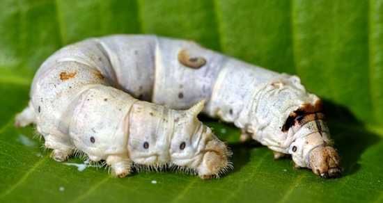 A Silkworm