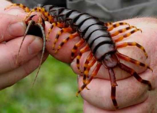 Giant Centipede