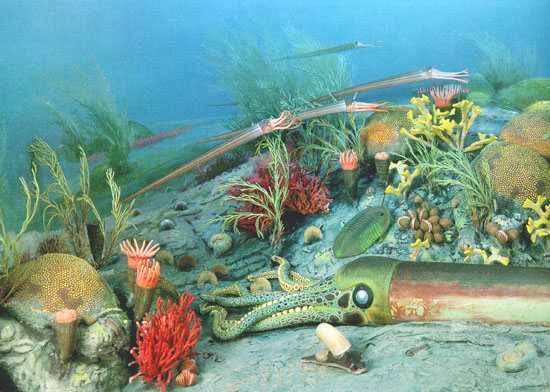 L6 Ordovician Life More B