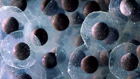 Frog Eggs
