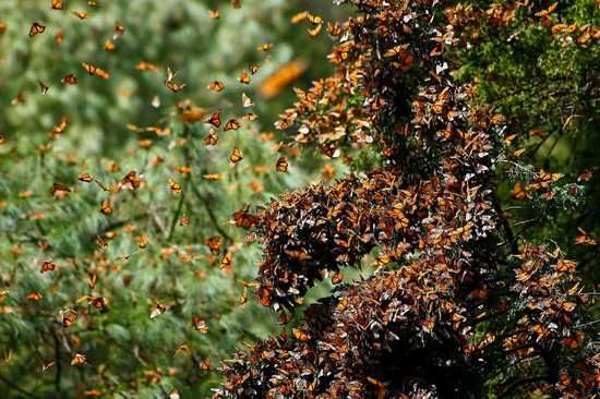 Monarch Butterfly Migration 4