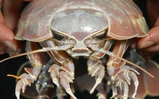 Isopod 1210277C
