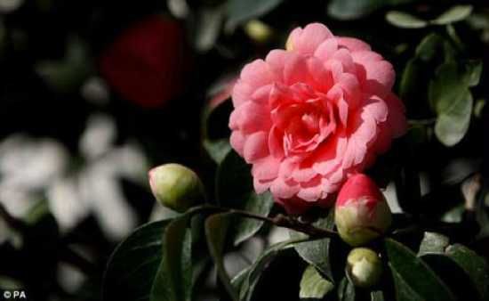 %27Middlemist%27S%20Red%27%20Camellia