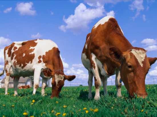 Stone-Lynn-M-Two-Cows-Grazing-In-A-Field