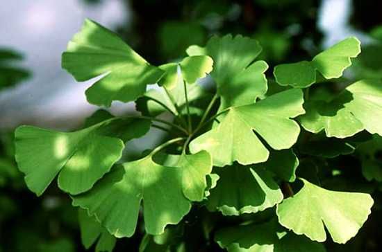 Notchedleaves