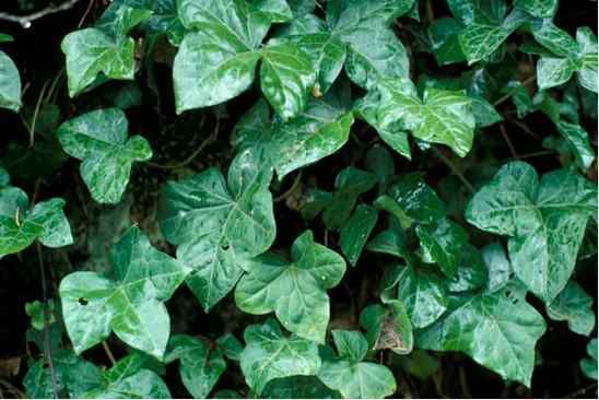 English Ivy
