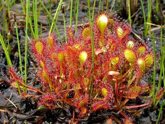 Drosera Intermedia