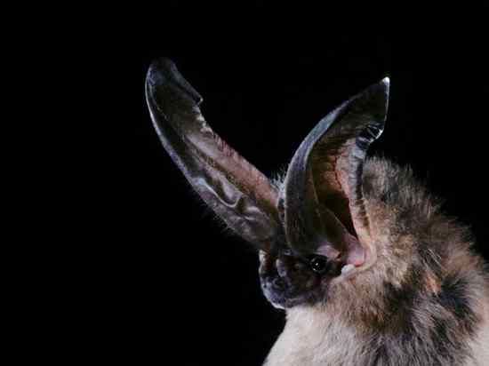 Big-Eared-Bat 766 600X450