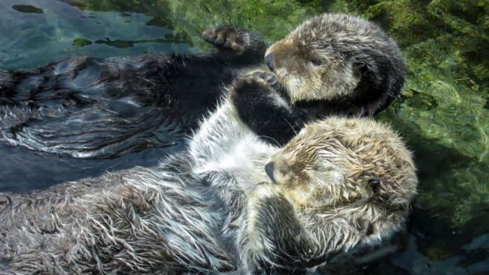 Two otters sleeping while holding hands in the water.