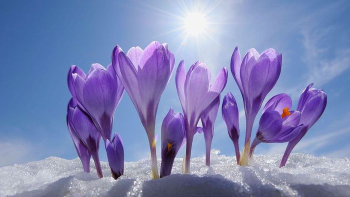 Crocuses emerging from the snow