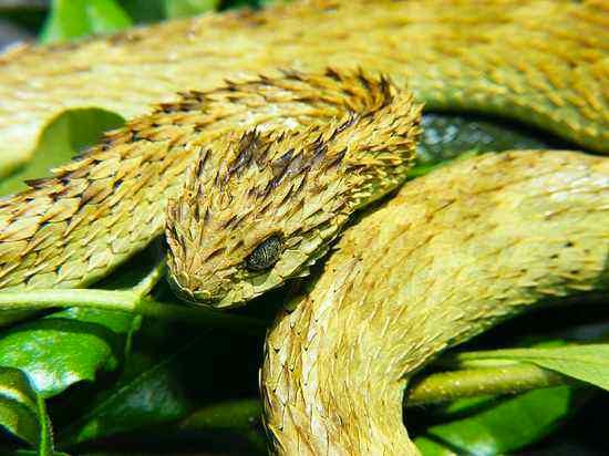 6-Atheris-Hispida-Snake