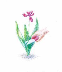 By being mindful of your bulbs' specific needs, you can help them grow strong and healthy.