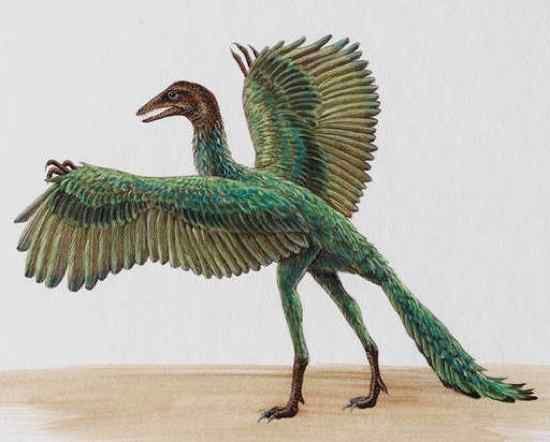 Archaeopteryx