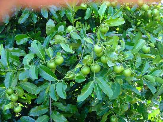 Diospyros Digyna Black Sapote