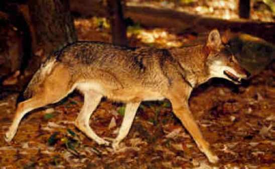Wolf-Coyote1