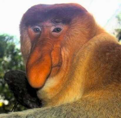 Proboscismonkey2