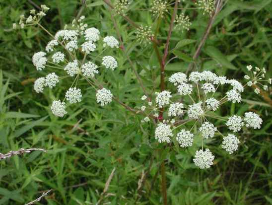 Wfshl-Waterhemlock-01