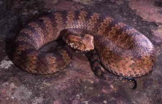 Death-Adder Big