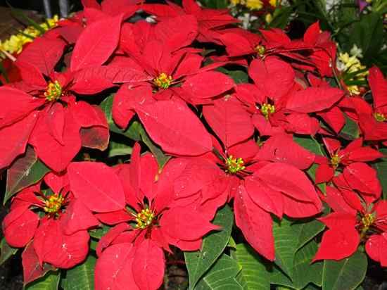 Poinsettia3 1