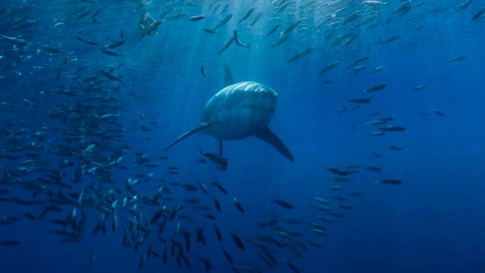 A shark with smaller fish swimming out of its way.