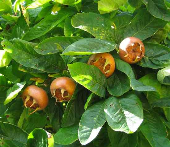 Medlar Pomes And Leaves