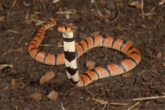 Coral Cobra-05