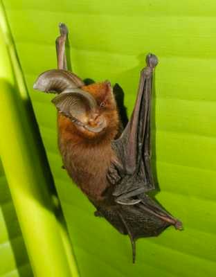 M Aurita