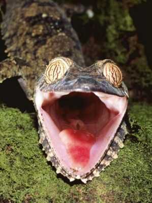Oxford-Pete-Leaf-Tailed-Gecko-With-Open-Mouth-Nosy-Mangabe-Reserve-Madagascar