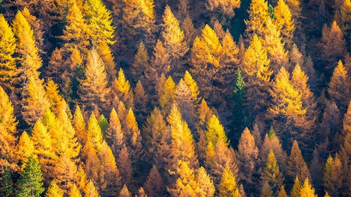 A bird's-eye view showcasing a cluster of yellow pine trees.
