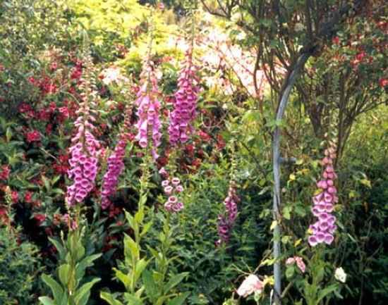 Foxglove-Flowers