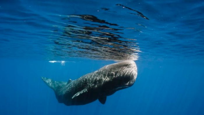 A sperm whale surfaces for air.