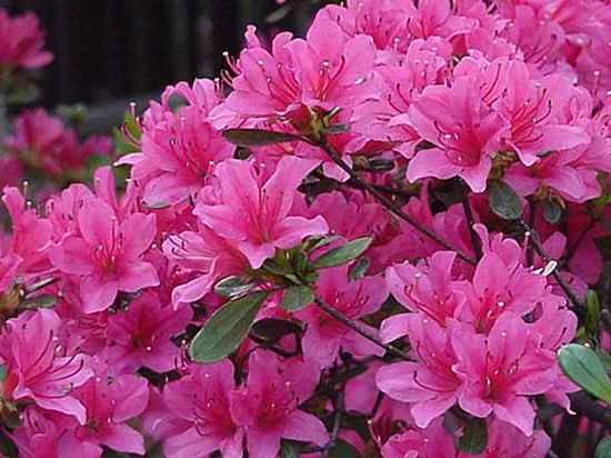 Bright Azalea