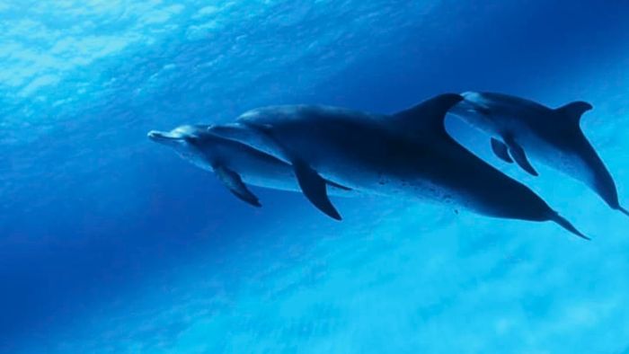 Bottlenose dolphins beneath the waves