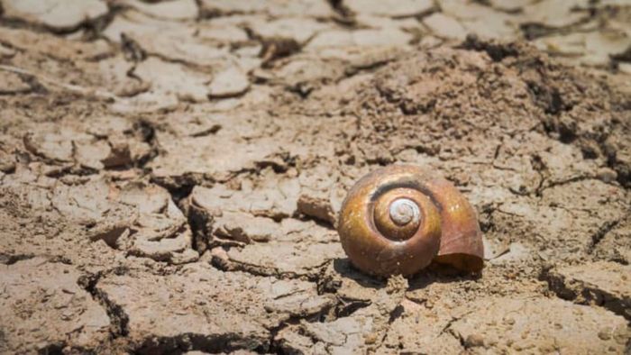 A desert snail resting on the ground.