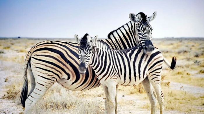 A zebra mother and her foal standing together in the desert.