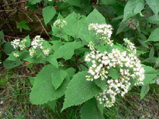 Snakeroot