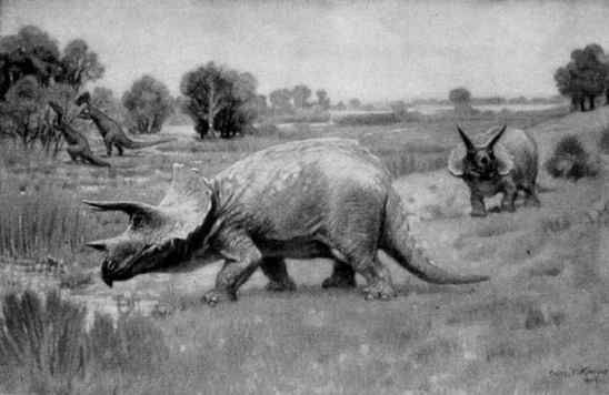 Triceratops illustration