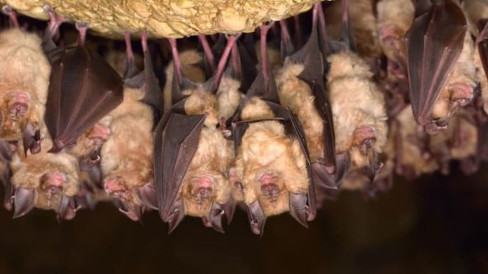Bats hanging upside down from the ceiling of a cave, resting.