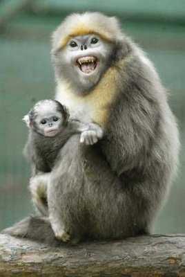 Snub-Nosed Monkey