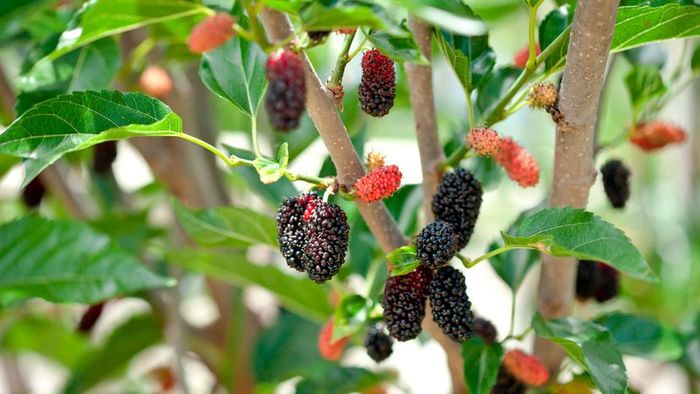 A close-up view of a mulberry tree with its fruits ripening on the branches.