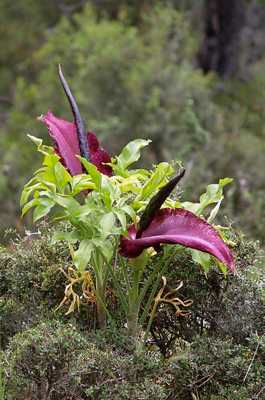 File:Dracunculus Vulgaris Lc0044