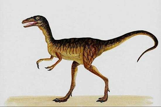 Compsognathus 02