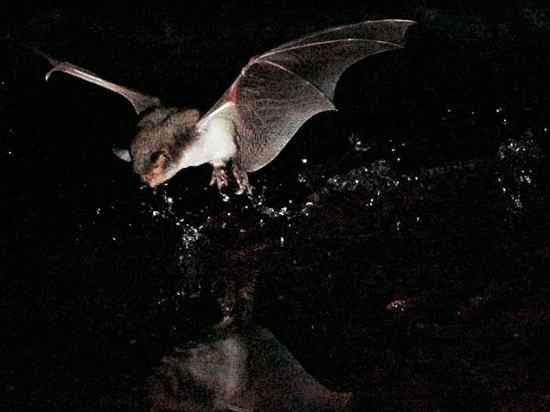 Fishing-Bats-Europe 29315 600X450