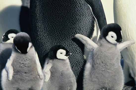 March-Of-The-Penguins-10
