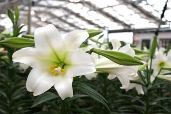 Easter Lily