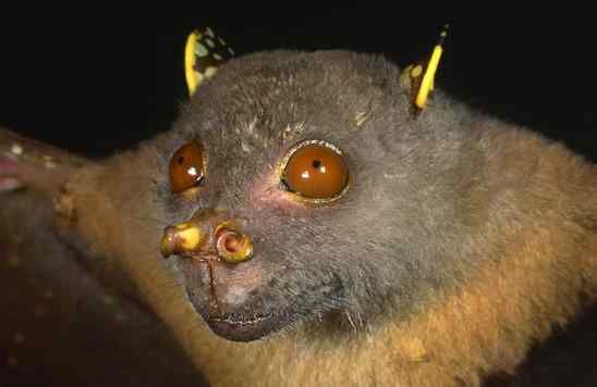 Tubenosedfruitbat