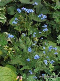 Wild-growing forget-me-not flowers in their natural habitat.