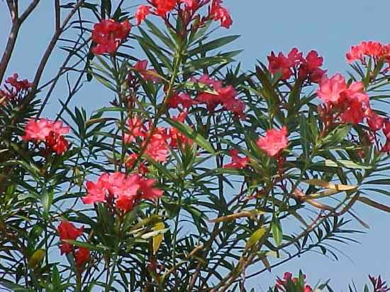 Oleander01